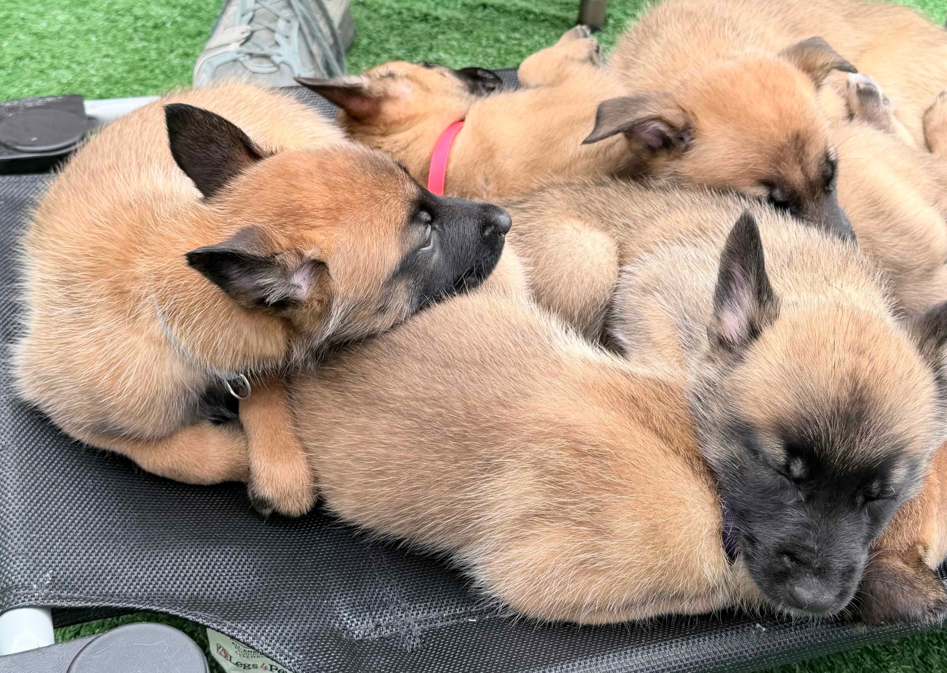 Contact Mero Dog Training - Professional Dog Trainer Melbourne